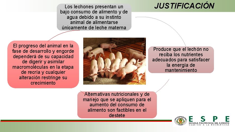 JUSTIFICACIÓN Los lechones presentan un bajo consumo de alimento y de agua debido a
