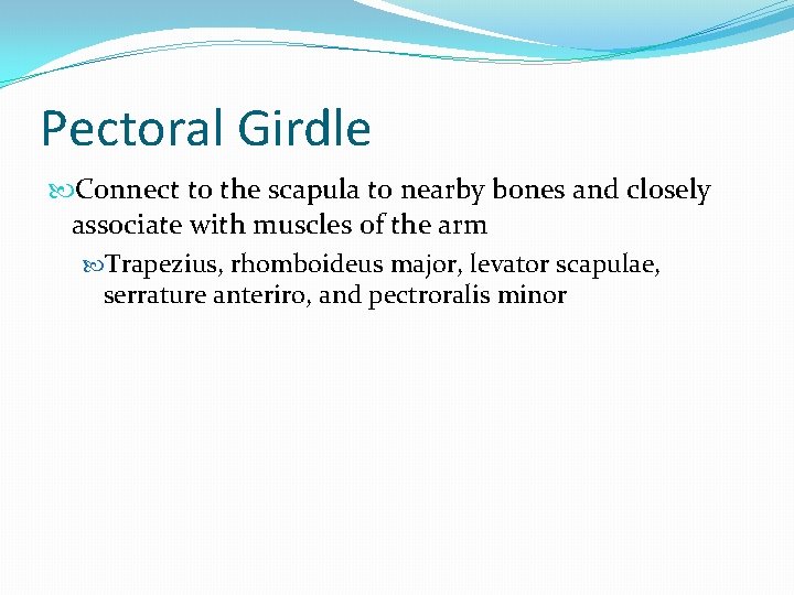 Pectoral Girdle Connect to the scapula to nearby bones and closely associate with muscles