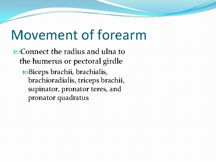 Movement of forearm Connect the radius and ulna to the humerus or pectoral girdle