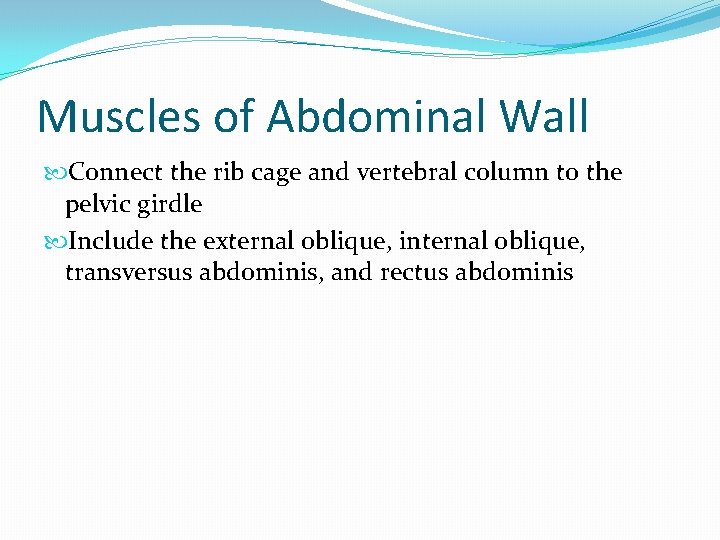 Muscles of Abdominal Wall Connect the rib cage and vertebral column to the pelvic