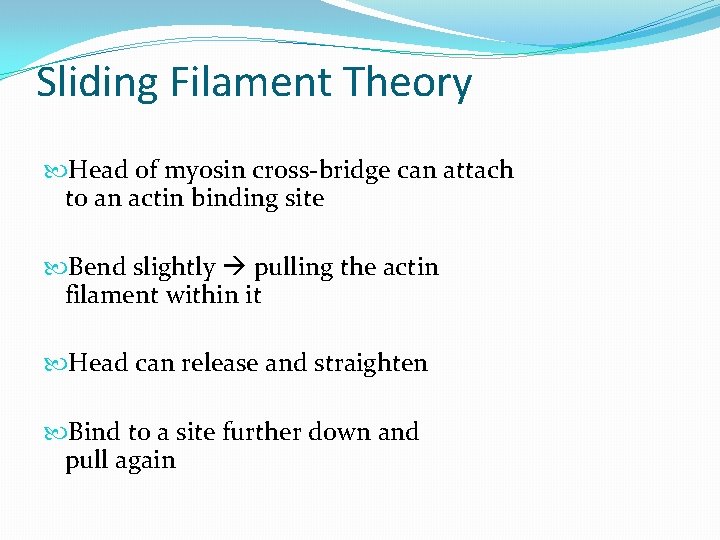 Sliding Filament Theory Head of myosin cross-bridge can attach to an actin binding site