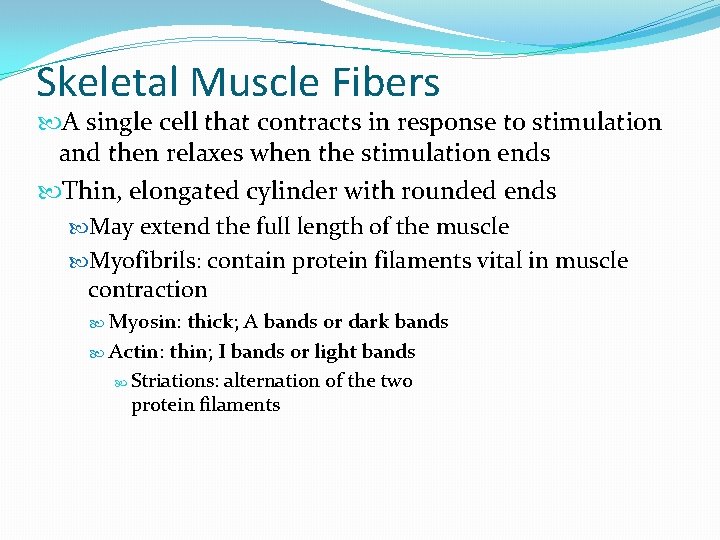 Skeletal Muscle Fibers A single cell that contracts in response to stimulation and then