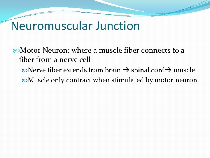 Neuromuscular Junction Motor Neuron: where a muscle fiber connects to a fiber from a