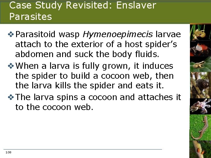 Case Study Revisited: Enslaver Parasites v Parasitoid wasp Hymenoepimecis larvae attach to the exterior