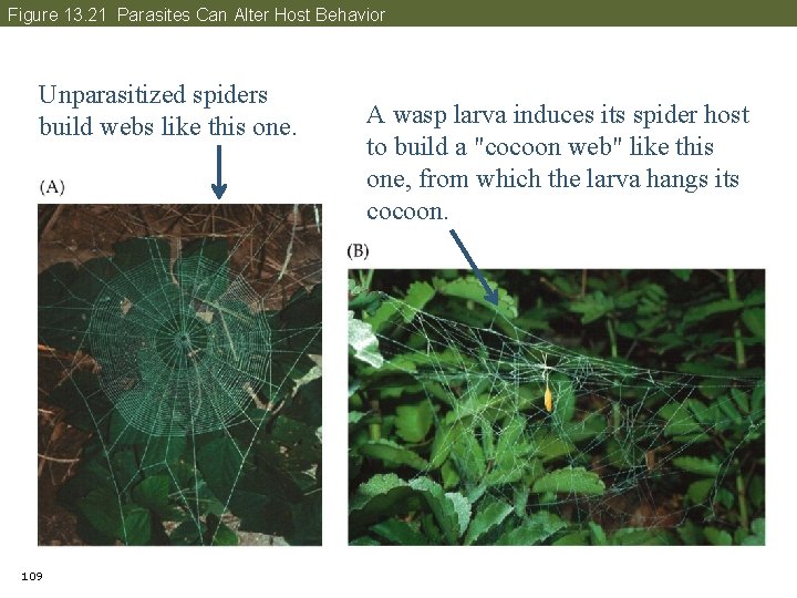 Figure 13. 21 Parasites Can Alter Host Behavior Unparasitized spiders build webs like this
