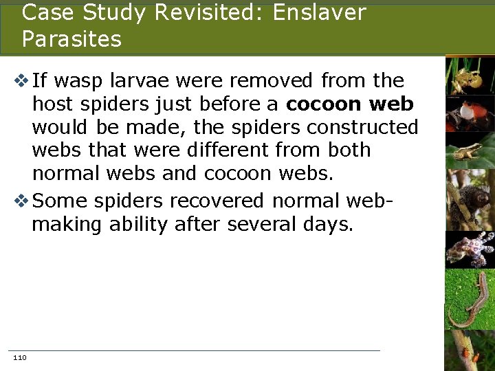 Case Study Revisited: Enslaver Parasites v If wasp larvae were removed from the host