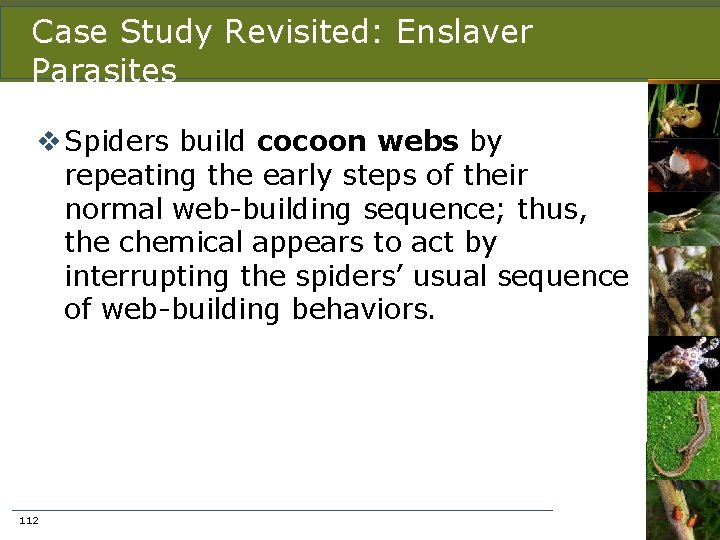 Case Study Revisited: Enslaver Parasites v Spiders build cocoon webs by repeating the early