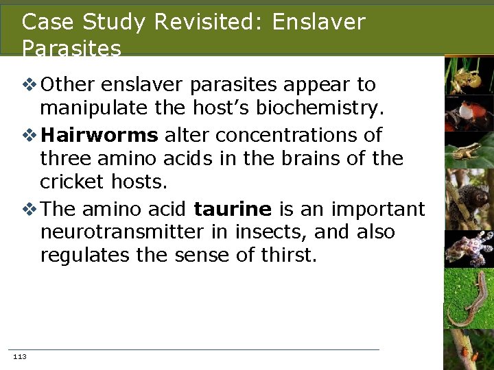 Case Study Revisited: Enslaver Parasites v Other enslaver parasites appear to manipulate the host’s
