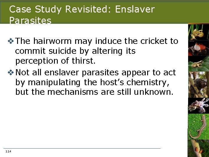 Case Study Revisited: Enslaver Parasites v The hairworm may induce the cricket to commit