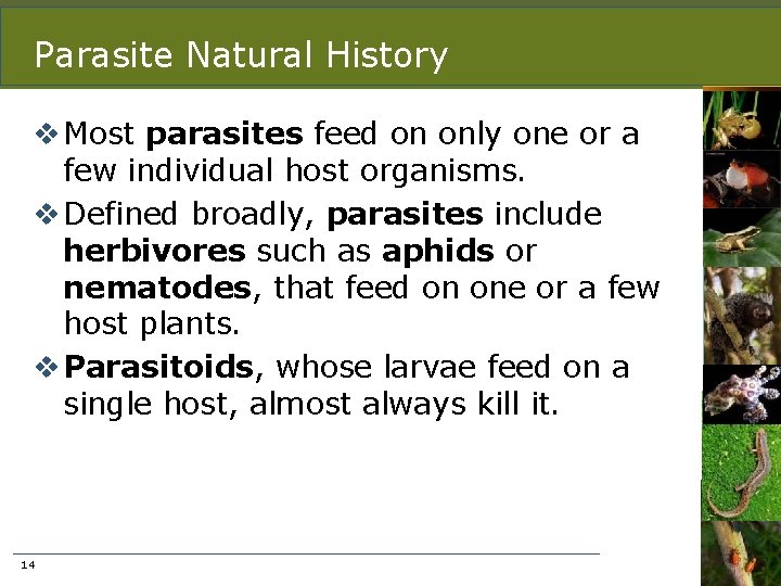 Parasite Natural History v Most parasites feed on only one or a few individual