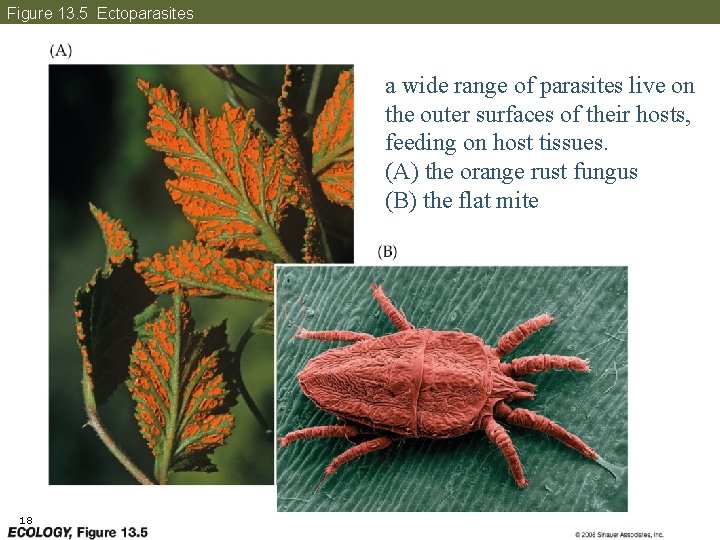 Figure 13. 5 Ectoparasites a wide range of parasites live on the outer surfaces