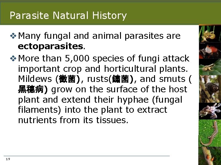 Parasite Natural History v Many fungal and animal parasites are ectoparasites. v More than