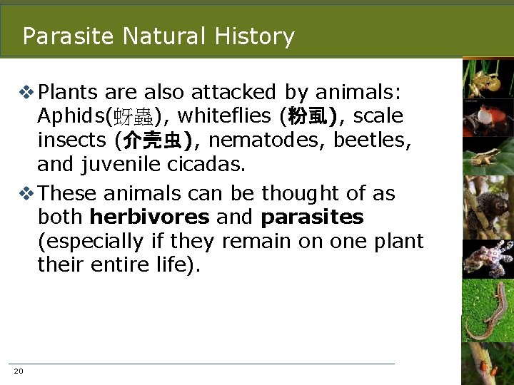 Parasite Natural History v Plants are also attacked by animals: Aphids(蚜蟲), whiteflies (粉虱), scale