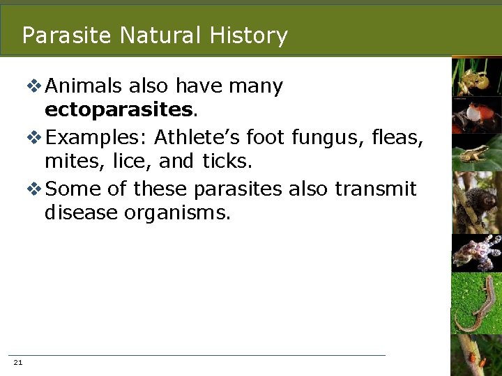 Parasite Natural History v Animals also have many ectoparasites. v Examples: Athlete’s foot fungus,