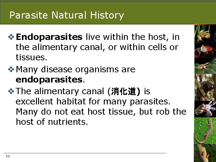 Parasite Natural History v Endoparasites live within the host, in the alimentary canal, or