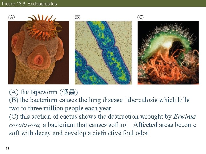 Figure 13. 6 Endoparasites (A) the tapeworm (絛蟲) (B) the bacterium causes the lung