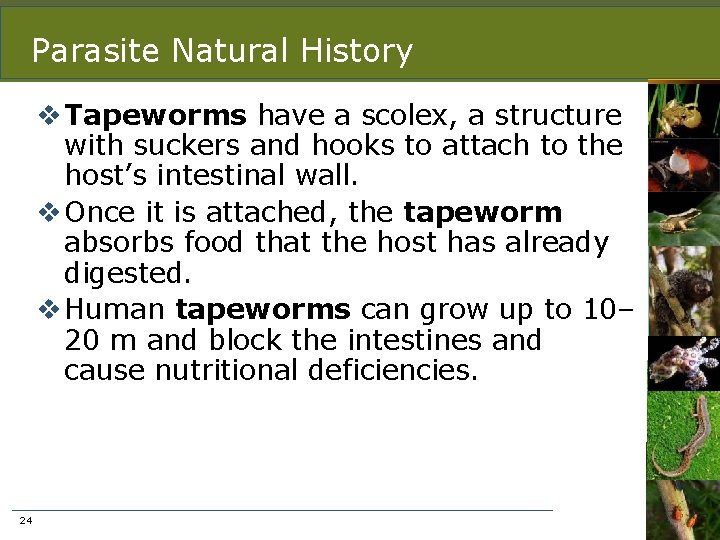 Parasite Natural History v Tapeworms have a scolex, a structure with suckers and hooks