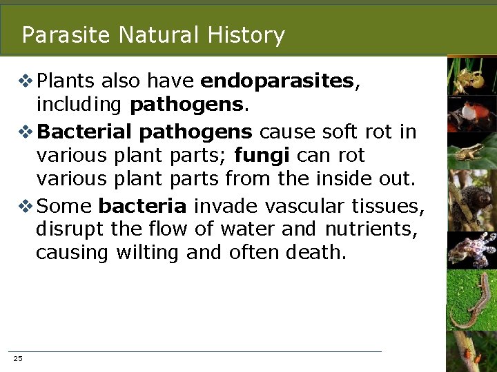 Parasite Natural History v Plants also have endoparasites, including pathogens. v Bacterial pathogens cause