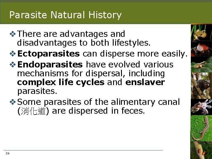 Parasite Natural History v There advantages and disadvantages to both lifestyles. v Ectoparasites can