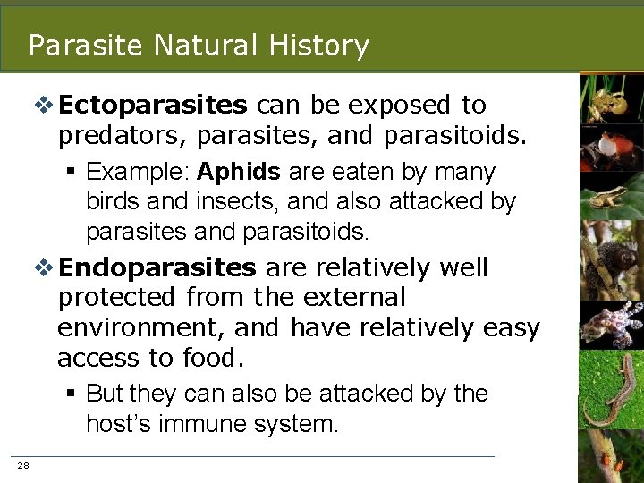 Parasite Natural History v Ectoparasites can be exposed to predators, parasites, and parasitoids. §