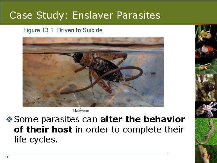 Case Study: Enslaver Parasites Figure 13. 1 Driven to Suicide v Some parasites can