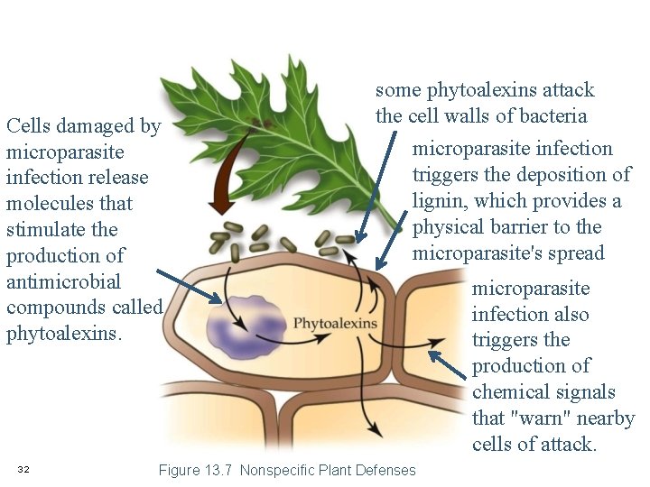 Cells damaged by microparasite infection release molecules that stimulate the production of antimicrobial compounds