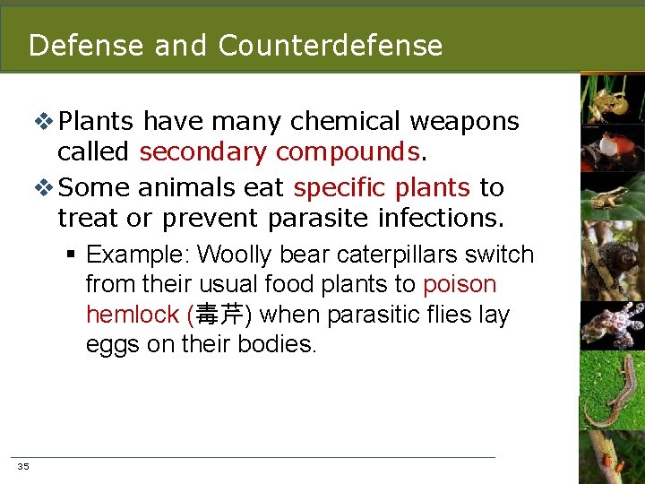 Defense and Counterdefense v Plants have many chemical weapons called secondary compounds. v Some