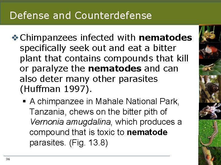 Defense and Counterdefense v Chimpanzees infected with nematodes specifically seek out and eat a