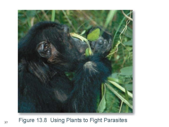 37 Figure 13. 8 Using Plants to Fight Parasites 