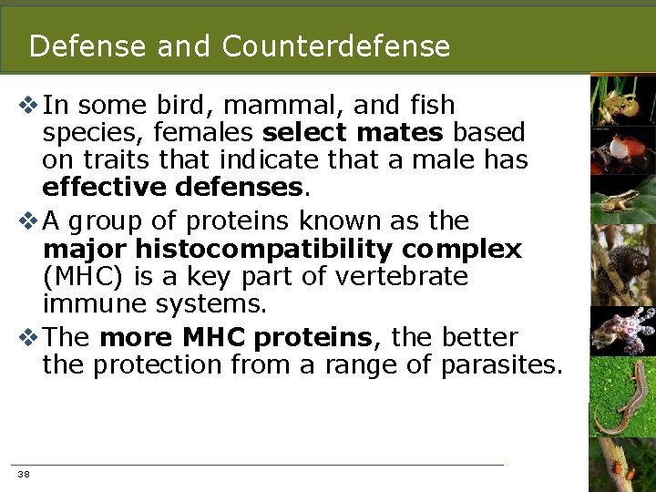 Defense and Counterdefense v In some bird, mammal, and fish species, females select mates