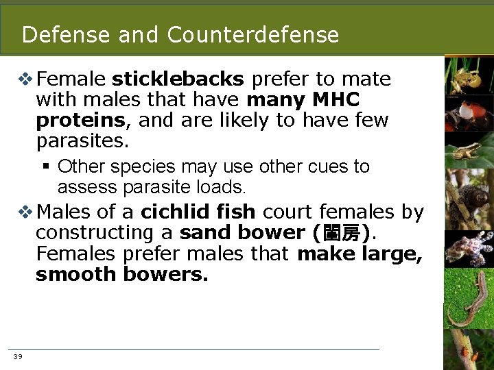 Defense and Counterdefense v Female sticklebacks prefer to mate with males that have many