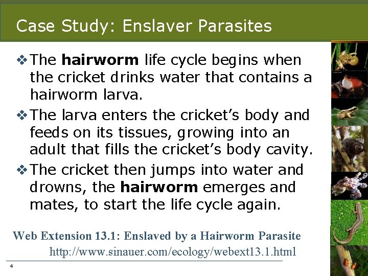 Case Study: Enslaver Parasites v The hairworm life cycle begins when the cricket drinks