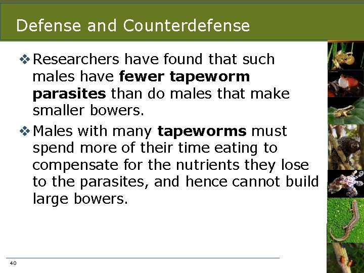 Defense and Counterdefense v Researchers have found that such males have fewer tapeworm parasites