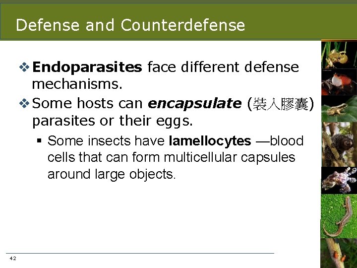 Defense and Counterdefense v Endoparasites face different defense mechanisms. v Some hosts can encapsulate