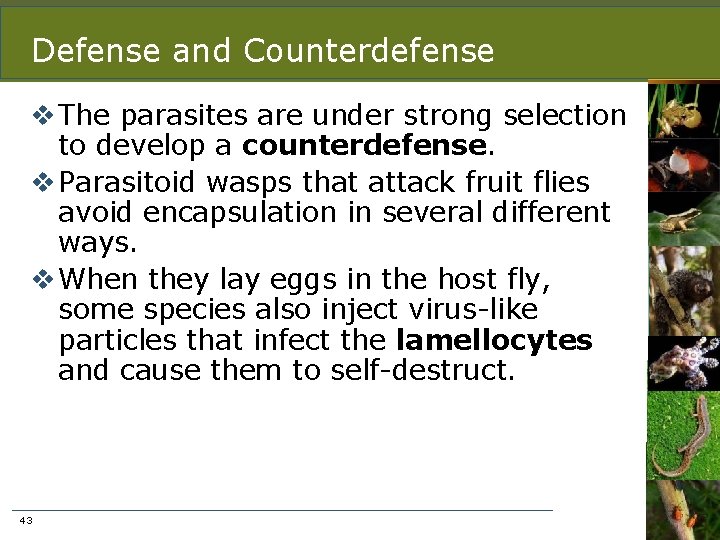 Defense and Counterdefense v The parasites are under strong selection to develop a counterdefense.