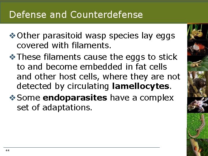 Defense and Counterdefense v Other parasitoid wasp species lay eggs covered with filaments. v