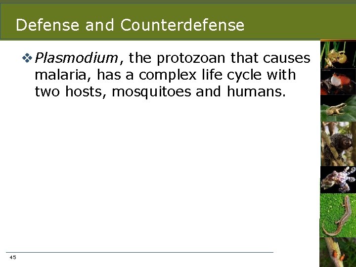 Defense and Counterdefense v Plasmodium, the protozoan that causes malaria, has a complex life