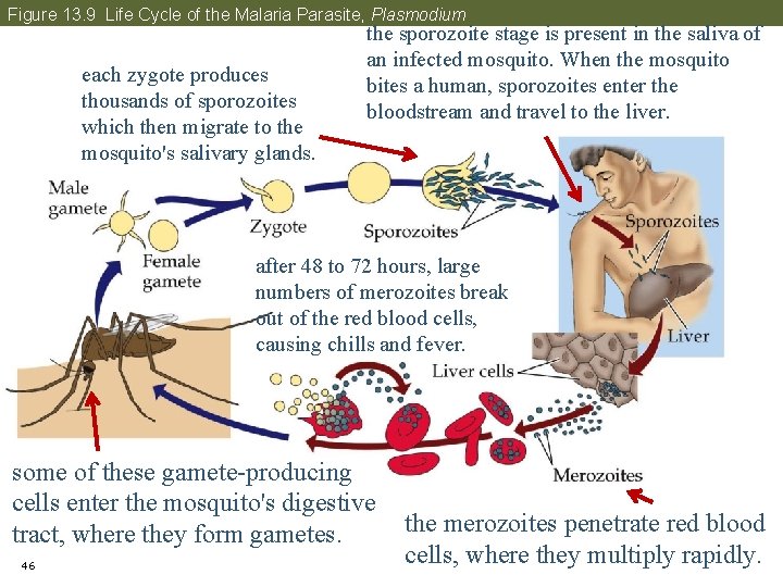 Figure 13. 9 Life Cycle of the Malaria Parasite, Plasmodium each zygote produces thousands