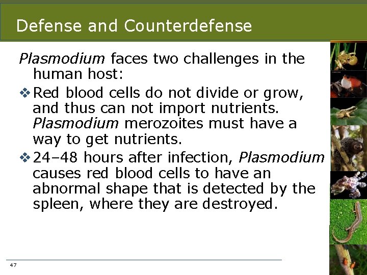 Defense and Counterdefense Plasmodium faces two challenges in the human host: v Red blood