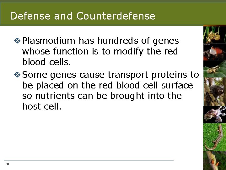 Defense and Counterdefense v Plasmodium has hundreds of genes whose function is to modify