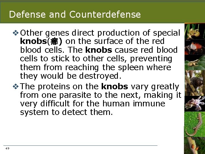 Defense and Counterdefense v Other genes direct production of special knobs(癤) on the surface