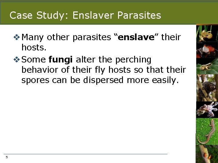 Case Study: Enslaver Parasites v Many other parasites “enslave” their hosts. v Some fungi