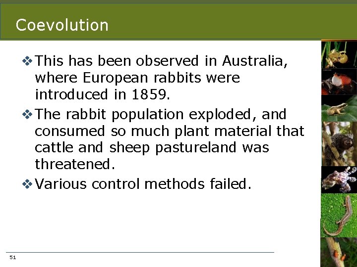 Coevolution v This has been observed in Australia, where European rabbits were introduced in