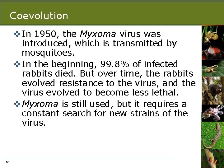 Coevolution v In 1950, the Myxoma virus was introduced, which is transmitted by mosquitoes.