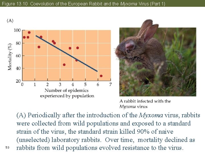 Figure 13. 10 Coevolution of the European Rabbit and the Myxoma Virus (Part 1)