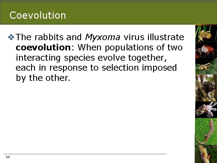 Coevolution v The rabbits and Myxoma virus illustrate coevolution: When populations of two interacting