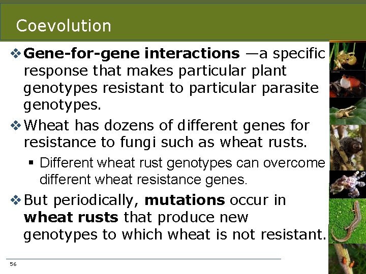 Coevolution v Gene-for-gene interactions —a specific response that makes particular plant genotypes resistant to