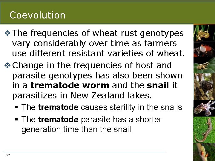 Coevolution v The frequencies of wheat rust genotypes vary considerably over time as farmers