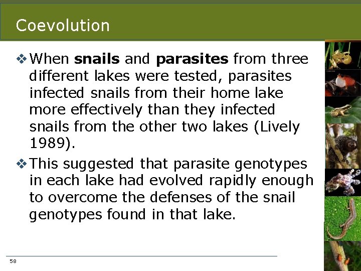 Coevolution v When snails and parasites from three different lakes were tested, parasites infected