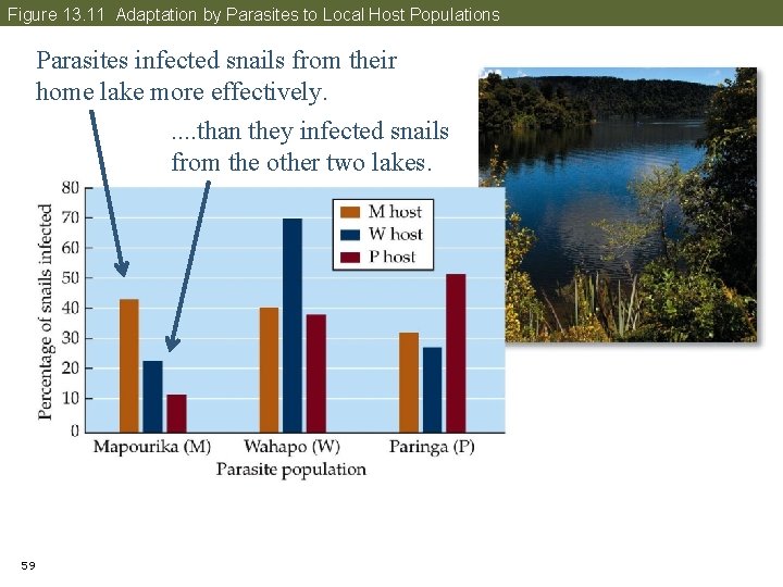 Figure 13. 11 Adaptation by Parasites to Local Host Populations Parasites infected snails from